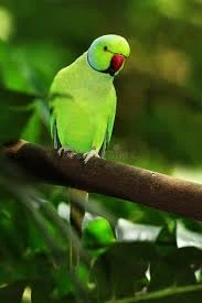 ad-image-35